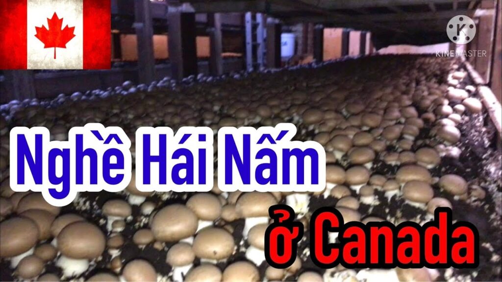 dinh cu canada hai nam